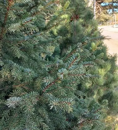 Snezna Kraljica Ap 13 * Divčibare