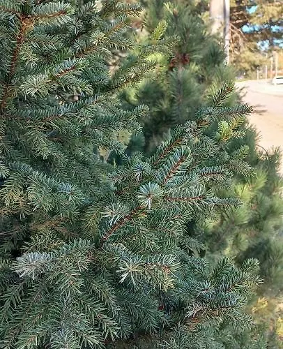 Snezna Kraljica Ap 13 * Divčibare